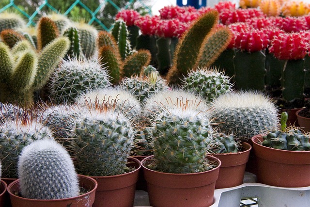 Pots with cacti